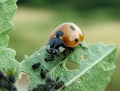 Які комахи є корисними для городу й саду та де їх можна взяти